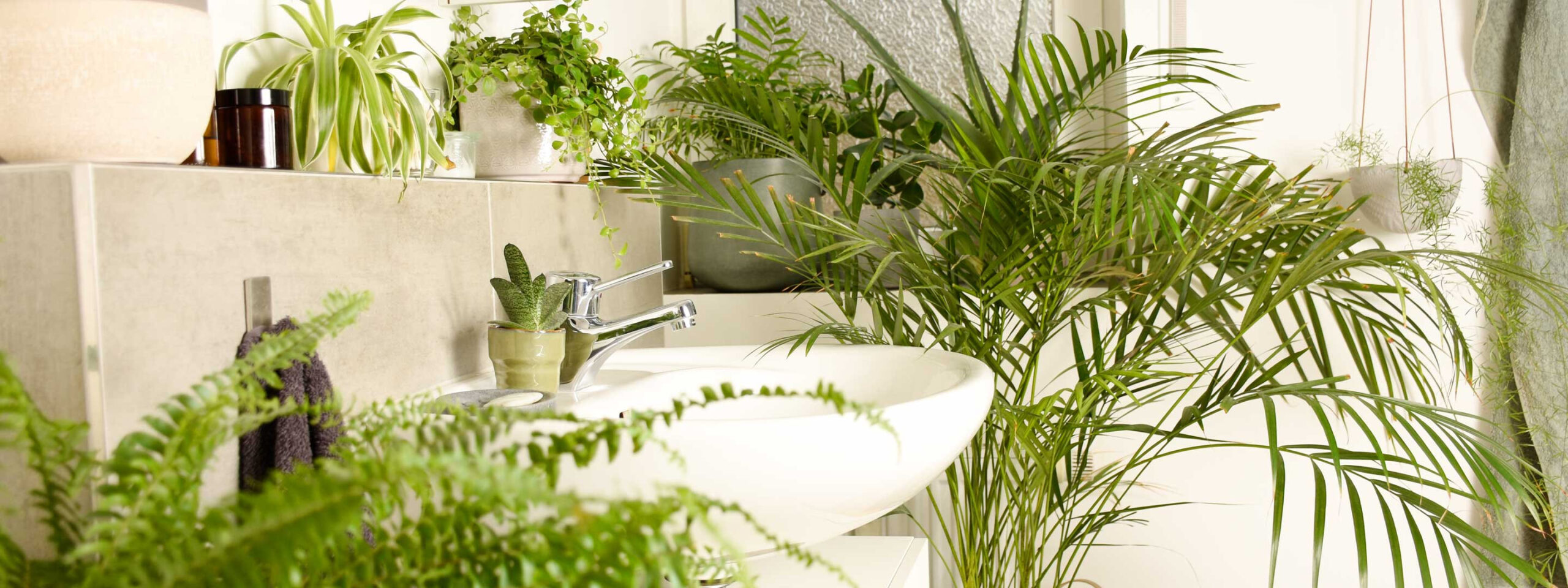 Die Besten Pflanzen Fürs Badezimmer Und Wie Du Sie Richtig Pflegst! within Pflanzen Fürs Badezimmer